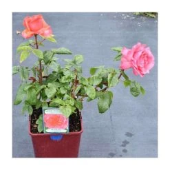 Special Anniversary | Hybrid Tea Rose -Bare Root Sales Shop PL11007 add image 2 6599