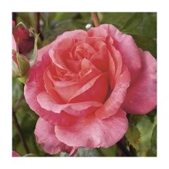 Special Anniversary | Hybrid Tea Rose -Bare Root Sales Shop PL11007 add image 4 239c