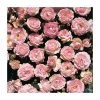 Pearl Anniversary | Floribunda Rose -Bare Root Sales Shop PL11019 main image a72c