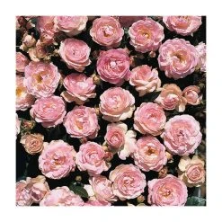 Pearl Anniversary | Floribunda Rose