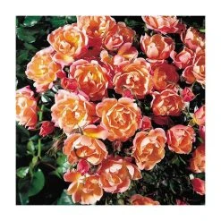 Thank You | Floribunda Rose