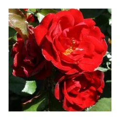 Ruby Anniversary | Hybrid Tea Rose -Bare Root Sales Shop PL11023 add image 1 97c3