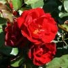 Ruby Anniversary | Hybrid Tea Rose