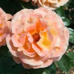 Rosemary Harkness | Hybrid Tea Rose