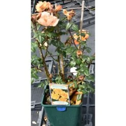 Bridge Of Sighs | Climbing Rose 8 Bridge Of Sighs | Climbing Rose -Bare Root Sales Shop PL11131 add image 1 0dcb