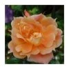 Bridge Of Sighs | Climbing Rose 1 Bridge Of Sighs | Climbing Rose -Bare Root Sales Shop PL11131 main image 0cbf
