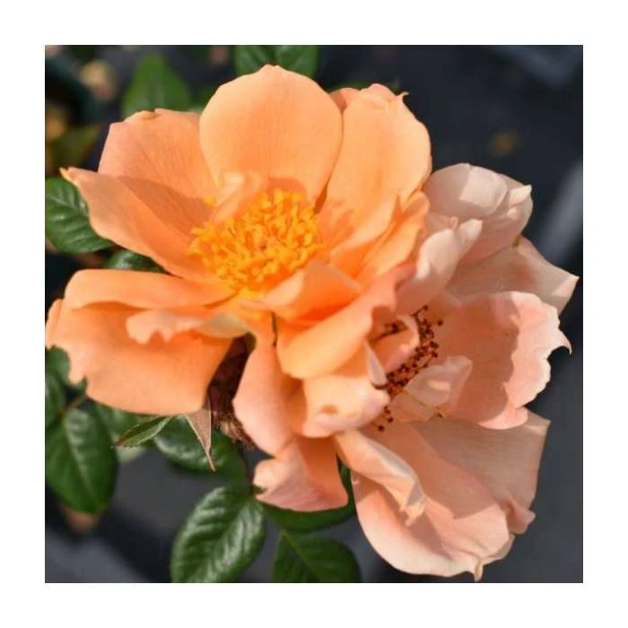 Bridge Of Sighs | Climbing Rose 4 Bridge Of Sighs | Climbing Rose - Image 2