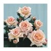 Compassion| Climbing Rose -Bare Root Sales Shop PL11135 main image b22f