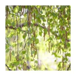 Betula pendula | Silver Birch Hedging