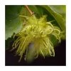Corylus avellana | Hazel Hedging -Bare Root Sales Shop PL523X1 main image a52d