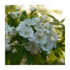 Crataegus monogyna | Hawthorn Hedging