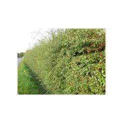 Bare Root Sales Shop -Bare Root Sales Shop PL525X1 rollover image 61b8