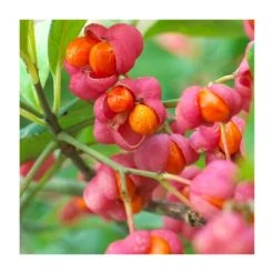 80 - 120cm Euonymus europaeus | Spindle | Bare Root Hedging 7 80 - 120cm Euonymus europaeus | Spindle | Bare Root Hedging -Bare Root Sales Shop PL528X1 add image 1 2b0b