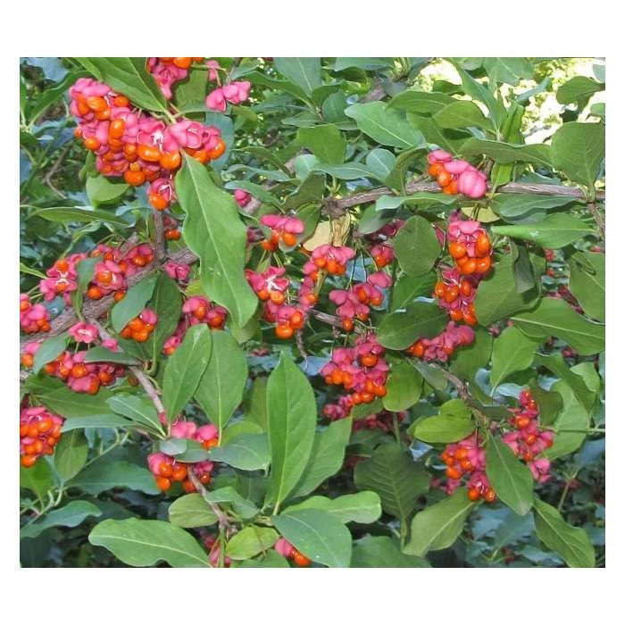 80 - 120cm Euonymus europaeus | Spindle | Bare Root Hedging 4 80 - 120cm Euonymus europaeus | Spindle | Bare Root Hedging - Image 2