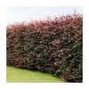 Fagus sylvatica purpurea | Copper Beech Hedging -Bare Root Sales Shop PL532X1 main image 3d59