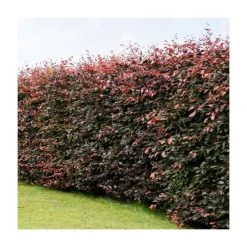 Fagus sylvatica purpurea | Copper Beech Hedging