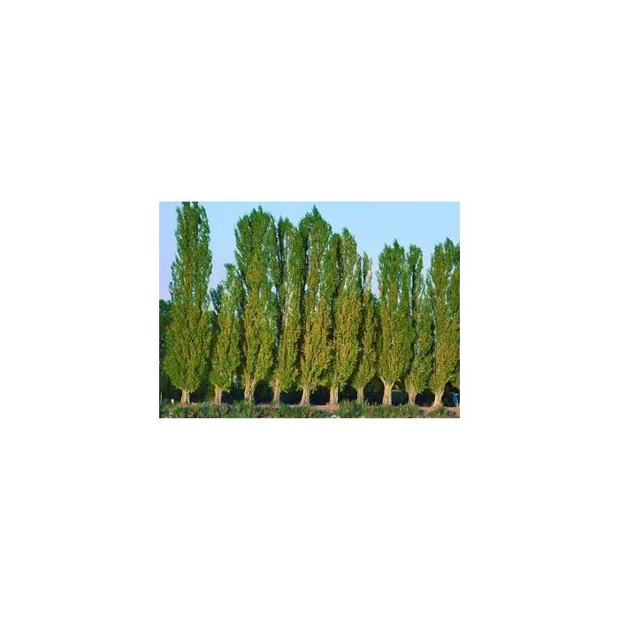 100 - 125cm Populus nigra italica | Lombardy Poplar | Bare Root Hedging 4 100 - 125cm Populus nigra italica | Lombardy Poplar | Bare Root Hedging - Image 2