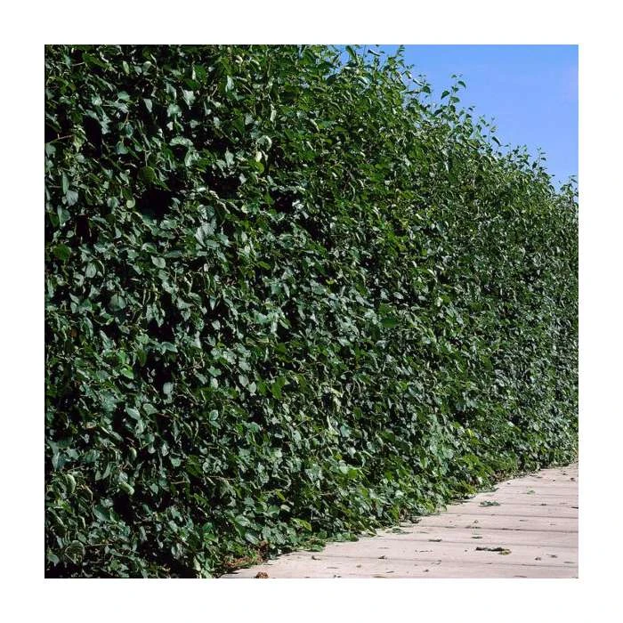 100 - 125cm Populus nigra italica | Lombardy Poplar | Bare Root Hedging 3 100 - 125cm Populus nigra italica | Lombardy Poplar | Bare Root Hedging