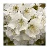 Prunus avium | Wild Cherry Hedging -Bare Root Sales Shop PL543X1 main image 187e