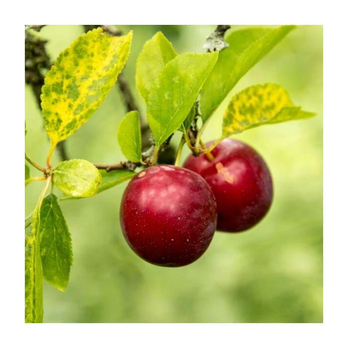 Prunus cerasifera | Cherry Plum Hedging 4 Prunus cerasifera | Cherry Plum Hedging - Image 2