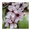 Prunus cerasifera | Cherry Plum Hedging -Bare Root Sales Shop PL545X1 main image c098