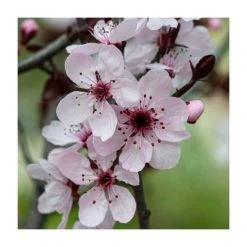 Prunus cerasifera | Cherry Plum Hedging