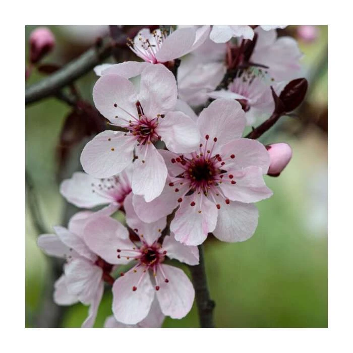 Prunus cerasifera | Cherry Plum Hedging 3 Prunus cerasifera | Cherry Plum Hedging