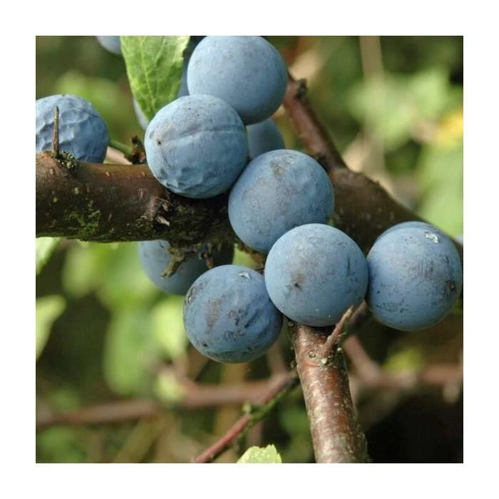 Prunus spinosa | Blackthorn Hedging 4 Prunus spinosa | Blackthorn Hedging - Image 2