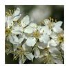 Prunus spinosa | Blackthorn Hedging -Bare Root Sales Shop PL549X1 main image a919
