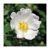 Rosa canina | Dog Rose Hedging 1 Rosa canina | Dog Rose Hedging -Bare Root Sales Shop PL552X1 main image d26b