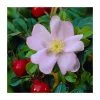 50 - 80cm Rosa rugosa | Ramanas Rose | Bare Root Hedging 2 50 - 80cm Rosa rugosa | Ramanas Rose | Bare Root Hedging -Bare Root Sales Shop PL555X1 main image f6a3