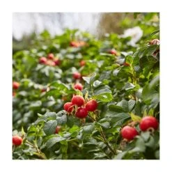 Bare Root Sales Shop -Bare Root Sales Shop PL556X1 add image 1 a012