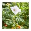 50 - 80cm Rosa rugosa alba | White Ramanas Rose | Bare Root Hedging -Bare Root Sales Shop PL556X1 main image ba9f