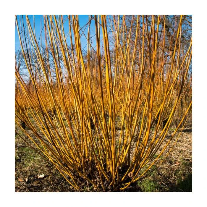 100 - 125cm Salix alba 'Chermesina' | Scarlet Willow | Bare Root Hedging 3 100 - 125cm Salix alba 'Chermesina' | Scarlet Willow | Bare Root Hedging