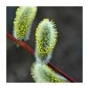 80 - 120cm Salix caprea | Goat Willow | Bare Root Hedging 1 80 - 120cm Salix caprea | Goat Willow | Bare Root Hedging -Bare Root Sales Shop PL559X1 main image 1df8