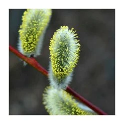 80 - 120cm Salix caprea | Goat Willow | Bare Root Hedging