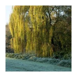 100 - 125cm Salix chrysocoma | Weeping Willow | Bare Root Hedging