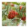 80 - 120cm Sorbus aucuparia |Rowan/Mountain Ash | Bare Root Hedging