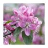 80 - 120cm Malus sylvestris | Crab Apple | Bare Root Hedging 1 80 - 120cm Malus sylvestris | Crab Apple | Bare Root Hedging -Bare Root Sales Shop PL572X1 main image 2ef7