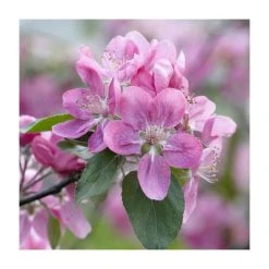 80 - 120cm Malus sylvestris | Crab Apple | Bare Root Hedging