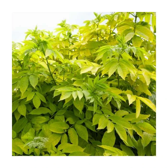 60 - 100cm Sambucus nigra 'Aurea' | Golden Elder | Bare Root Hedging 3 60 - 100cm Sambucus nigra 'Aurea' | Golden Elder | Bare Root Hedging