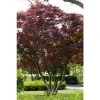 Acer palmatum 'Atropurpureum' | Japanese Maple Tree -Bare Root Sales Shop PL9239050 main image 43a2