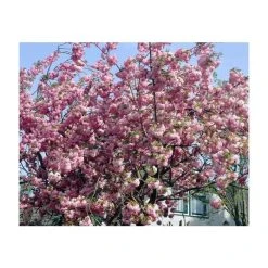 Prunus 'Pink Perfection' | Cherry Blossom Tree -Bare Root Sales Shop PL9239059 add image 1 c731