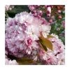 Prunus 'Pink Perfection' | Cherry Blossom Tree -Bare Root Sales Shop PL9239059 main image 43d3