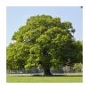 Quercus robur | Oak Tree 2 Quercus robur | Oak Tree -Bare Root Sales Shop PL9239062 main image ce07