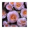 Marjorie Marshall | Floribunda Rose -Bare Root Sales Shop PL925093 main image 8f2b
