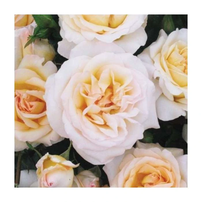 York Minster | Floribunda Rose 3 York Minster | Floribunda Rose