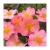 Simple Peach | Shrub Rose -Bare Root Sales Shop PL925105 main image fc40