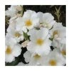 Simple White | Shrub Rose -Bare Root Sales Shop PL925106 main image 24a3