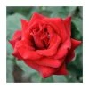 Special Dad | Hybrid Tea Rose 2 Special Dad | Hybrid Tea Rose -Bare Root Sales Shop PL925114 main image 315f